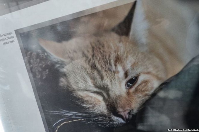 В Киеве волонтеры представили фотовыставку о животных, брошенных в зоне АТО