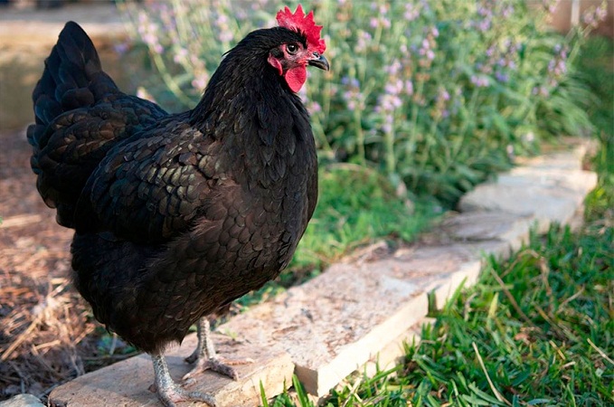 У США в прямому ефірі обезголовили курку, щоб довести, що аборти – зло