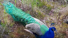 Монах з Македонії розводить на Валаамі павичів