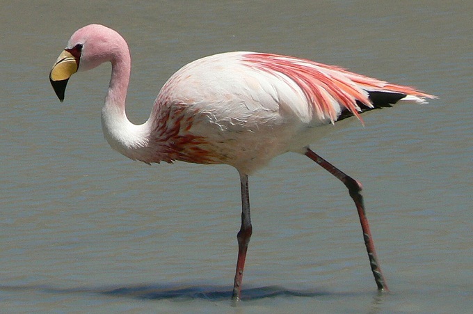 Волгоградские священники спасли фламинго