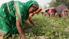 В Бангладеш имам попал в тюрьму из-за запрета женщинам работать в поле