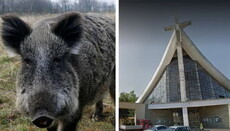У Польщі дикий кабан увірвався на месу і влаштував паніку серед парафіян