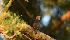 Тест заголовок