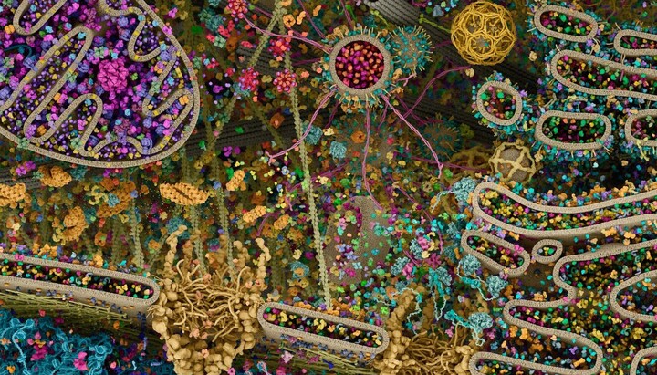 Человеческая клетка. Фото: открытые источники